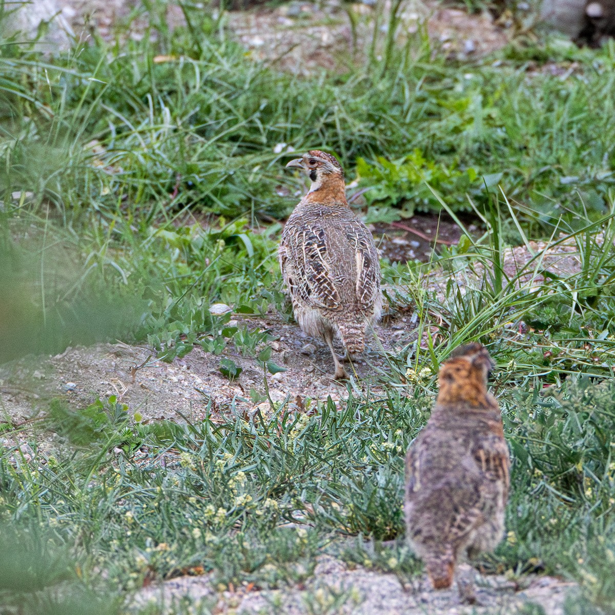 Tibetan Partridge - ML643930537