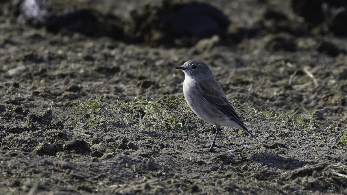 Austral Negrito - ML643930538