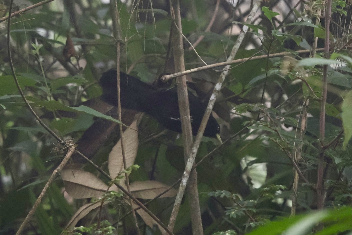 Sarı Gagalı Kasik - ML643930540