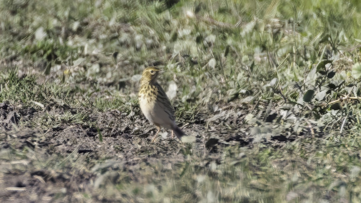 Щеврик короткодзьобий - ML643930543