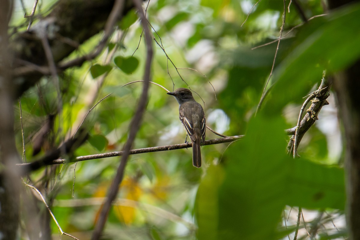 Panama Flycatcher - ML643930544