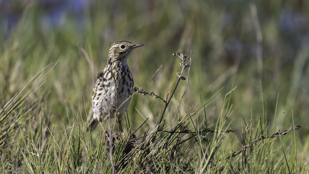 Correndera Pipit - ML643930548