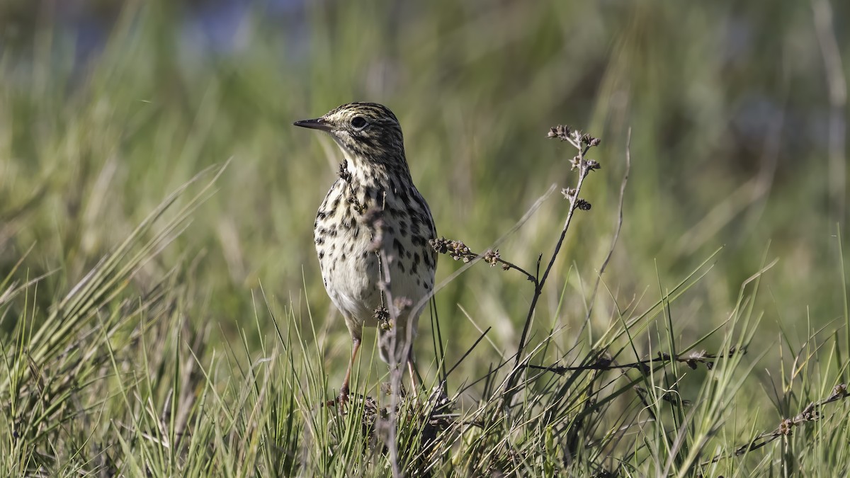 Correndera Pipit - ML643930549