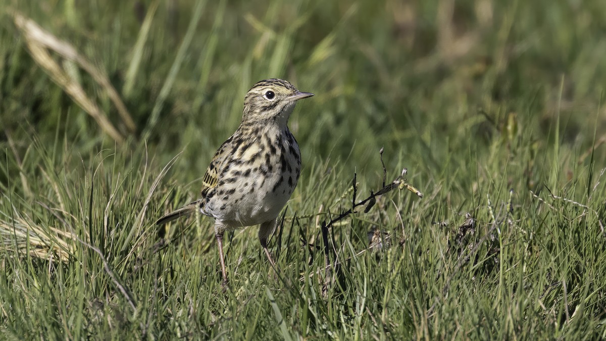Correndera Pipit - ML643930550