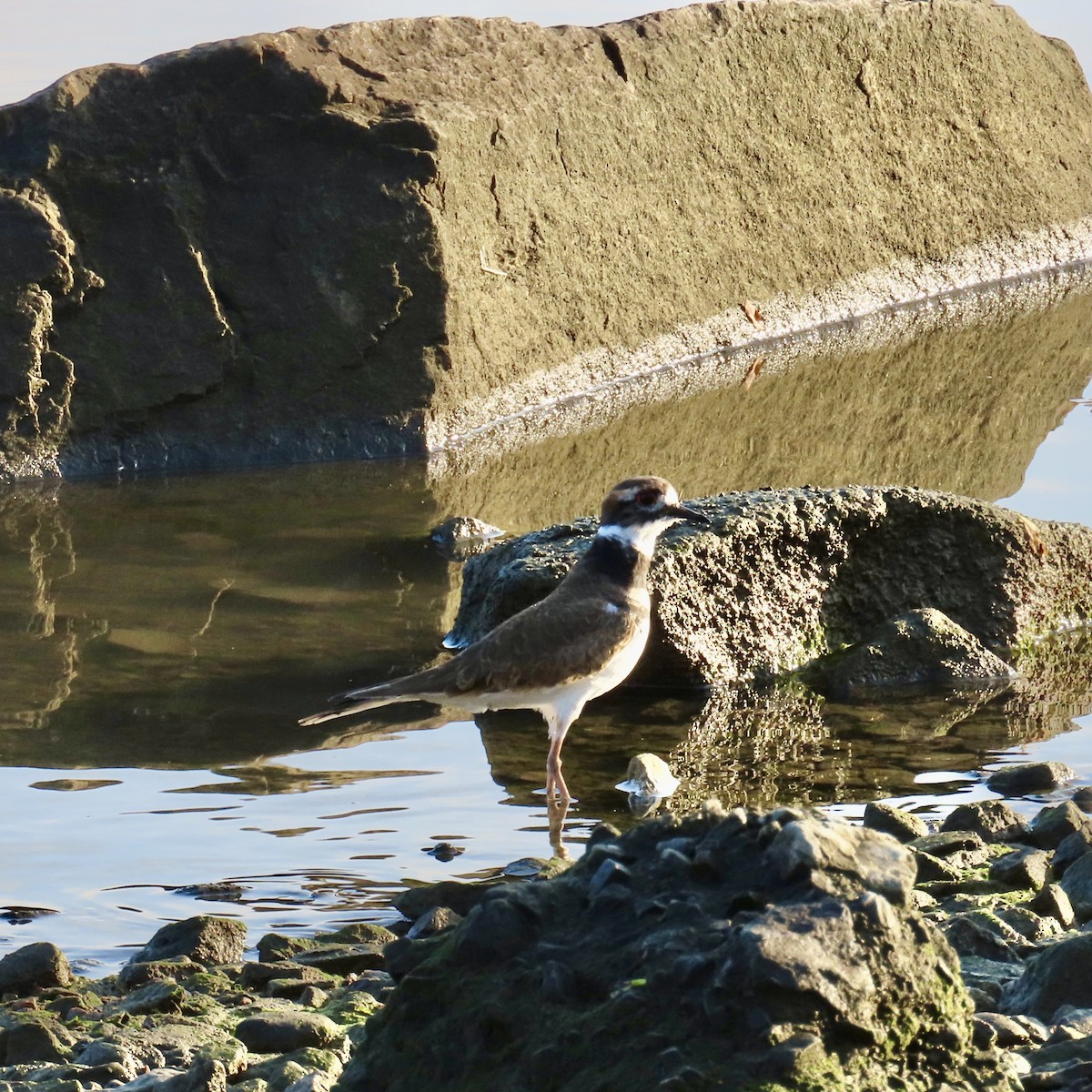 Killdeer - ML643930560