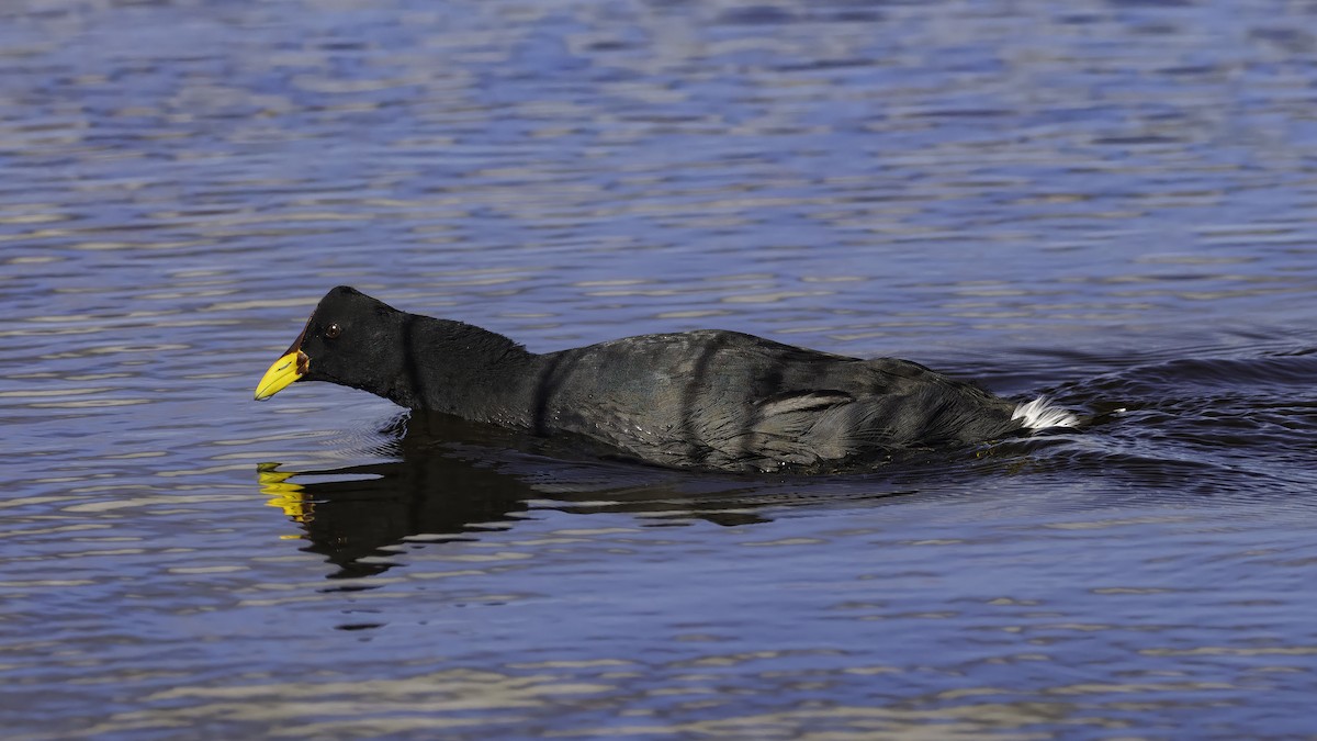Red-fronted Coot - ML643930561