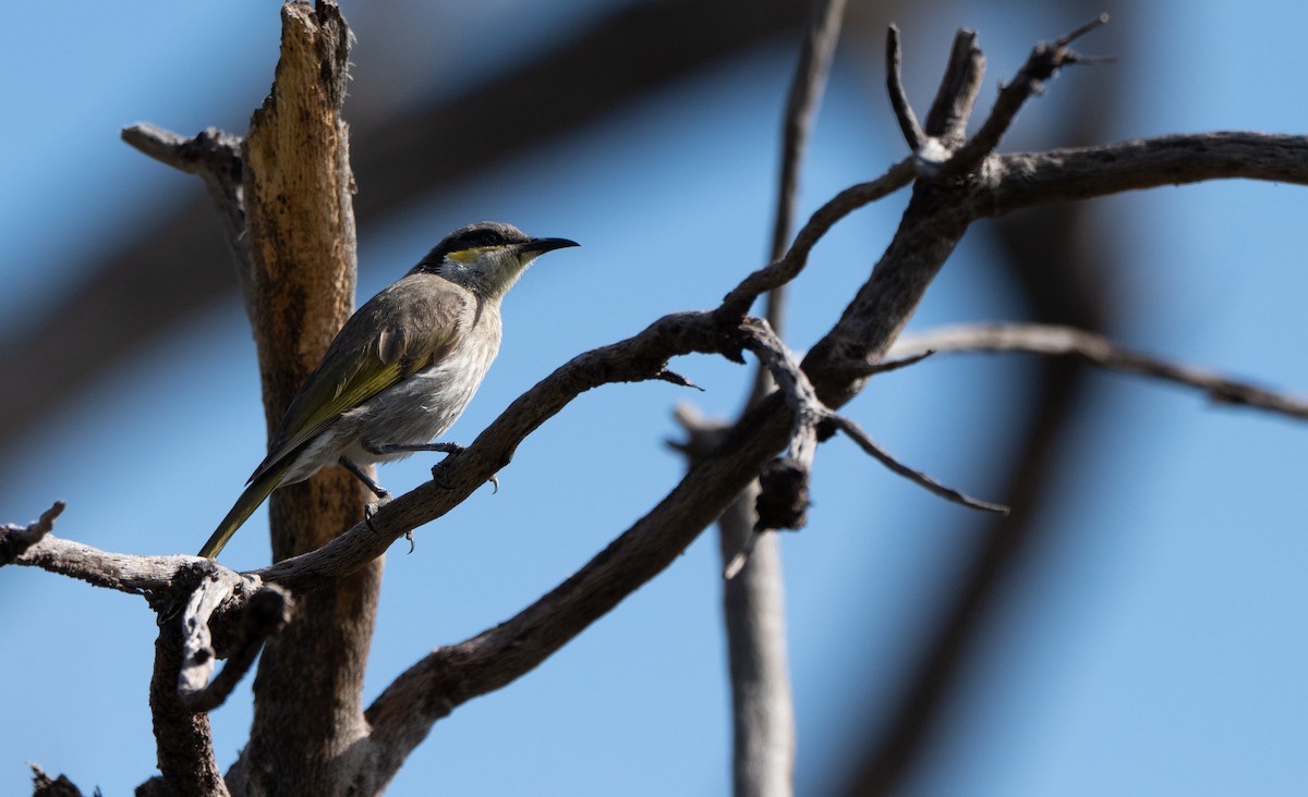 Singing Honeyeater - ML643930568