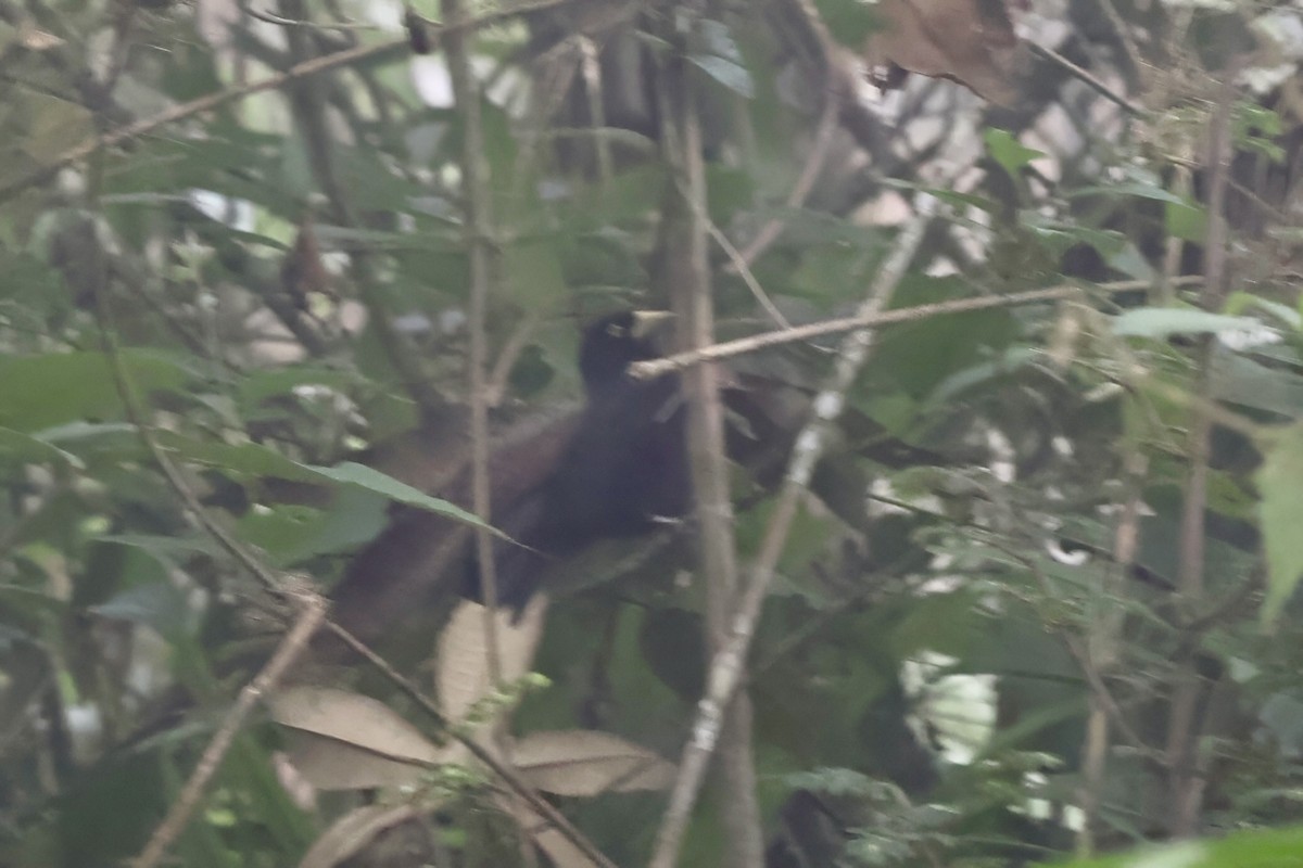 Sarı Gagalı Kasik - ML643930569