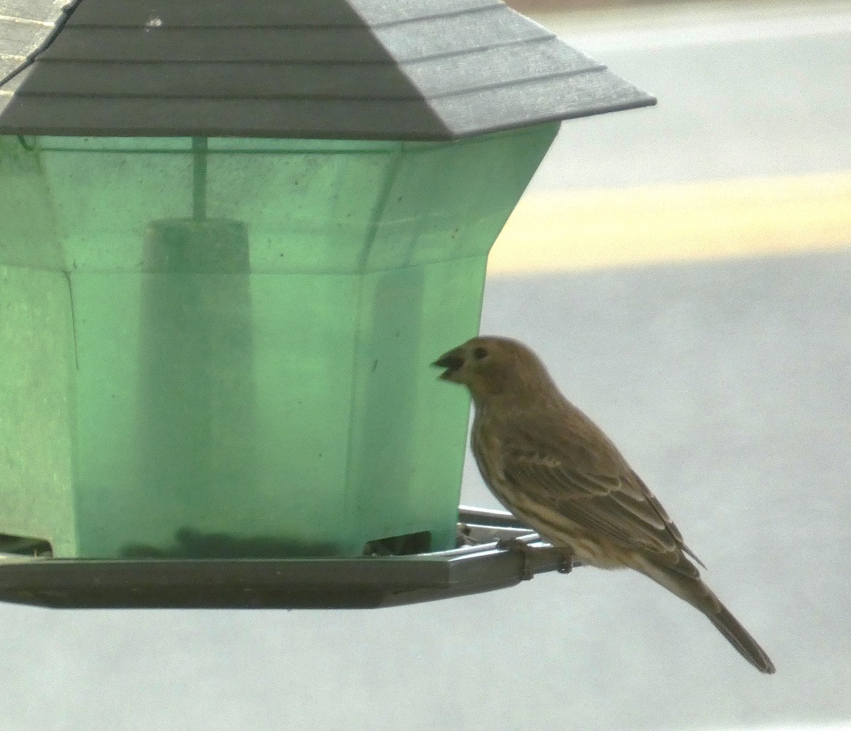 House Finch - ML643930575