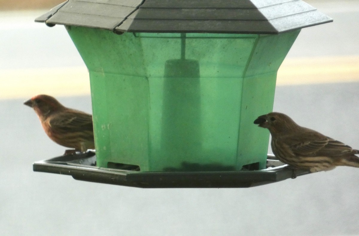 House Finch - ML643930576