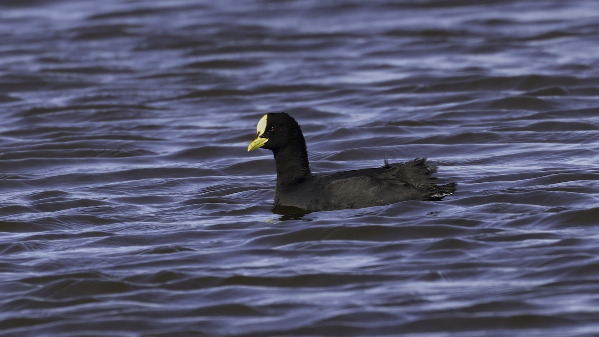 Red-gartered Coot - ML643930579