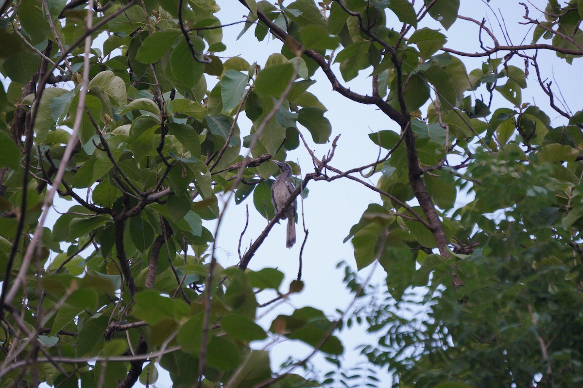 indiahornfugl - ML643930582