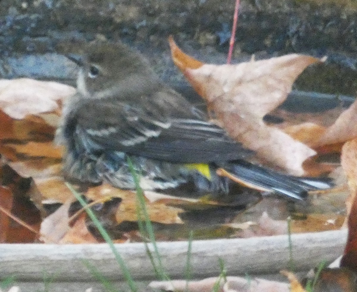 Yellow-rumped Warbler - ML643930589