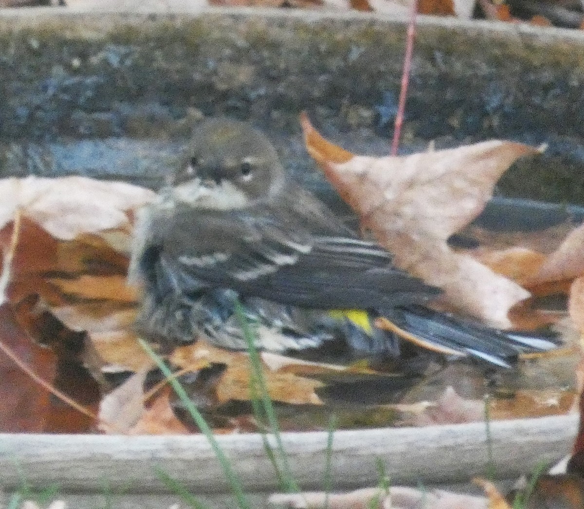 Yellow-rumped Warbler - ML643930590