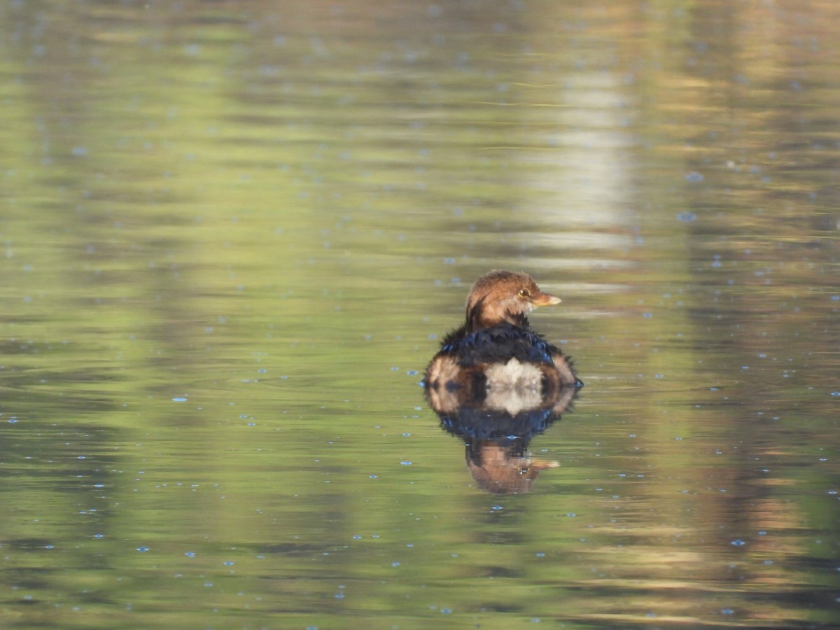 Pied-billed Grebe - ML643930591