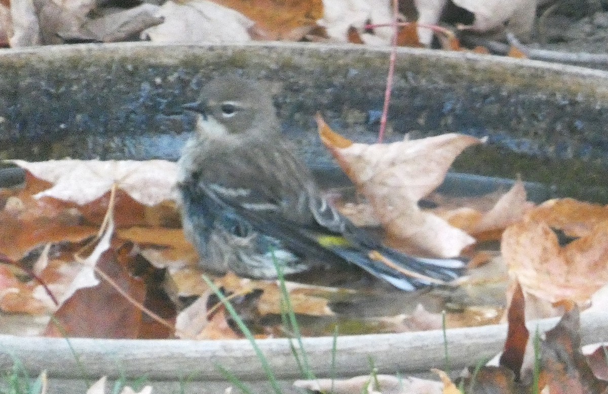 Yellow-rumped Warbler - ML643930592