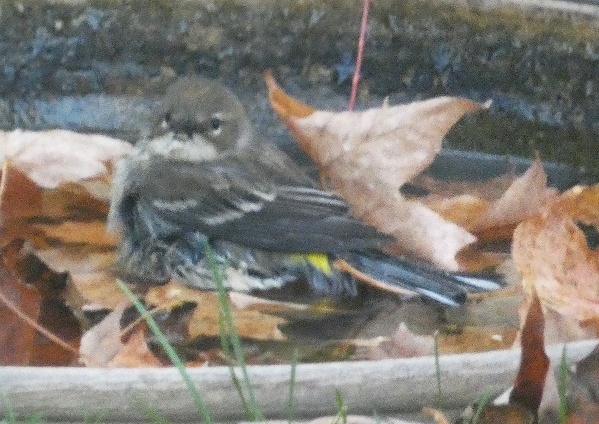 Yellow-rumped Warbler - ML643930593