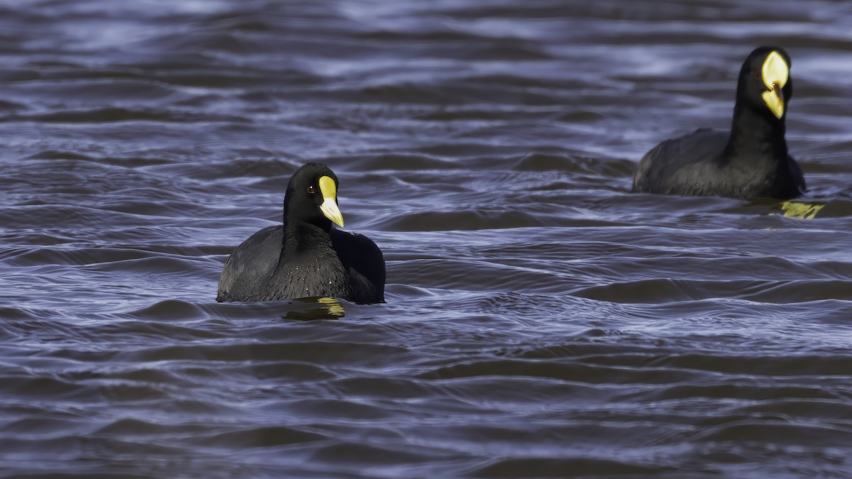 White-winged Coot - ML643930594