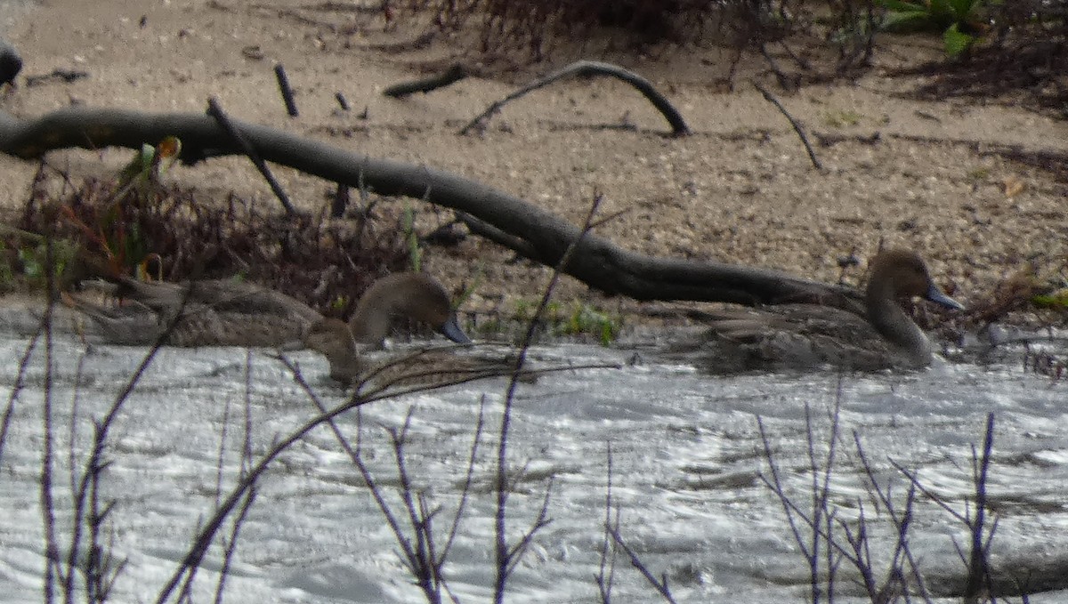 尖尾鴨 - ML643930600