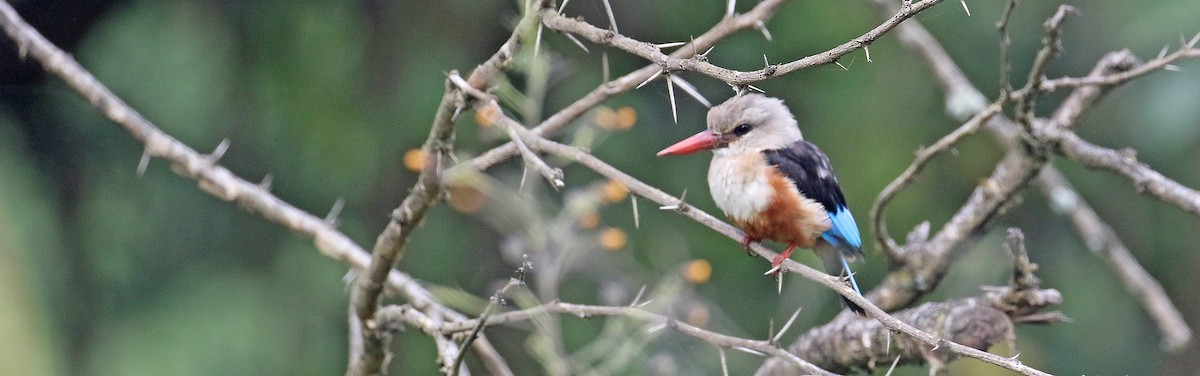 Alción Cabeciblanco - ML643930601