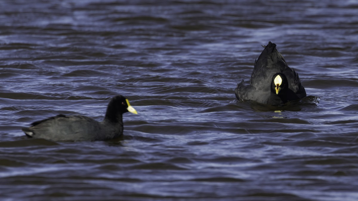 Red-gartered Coot - ML643930615