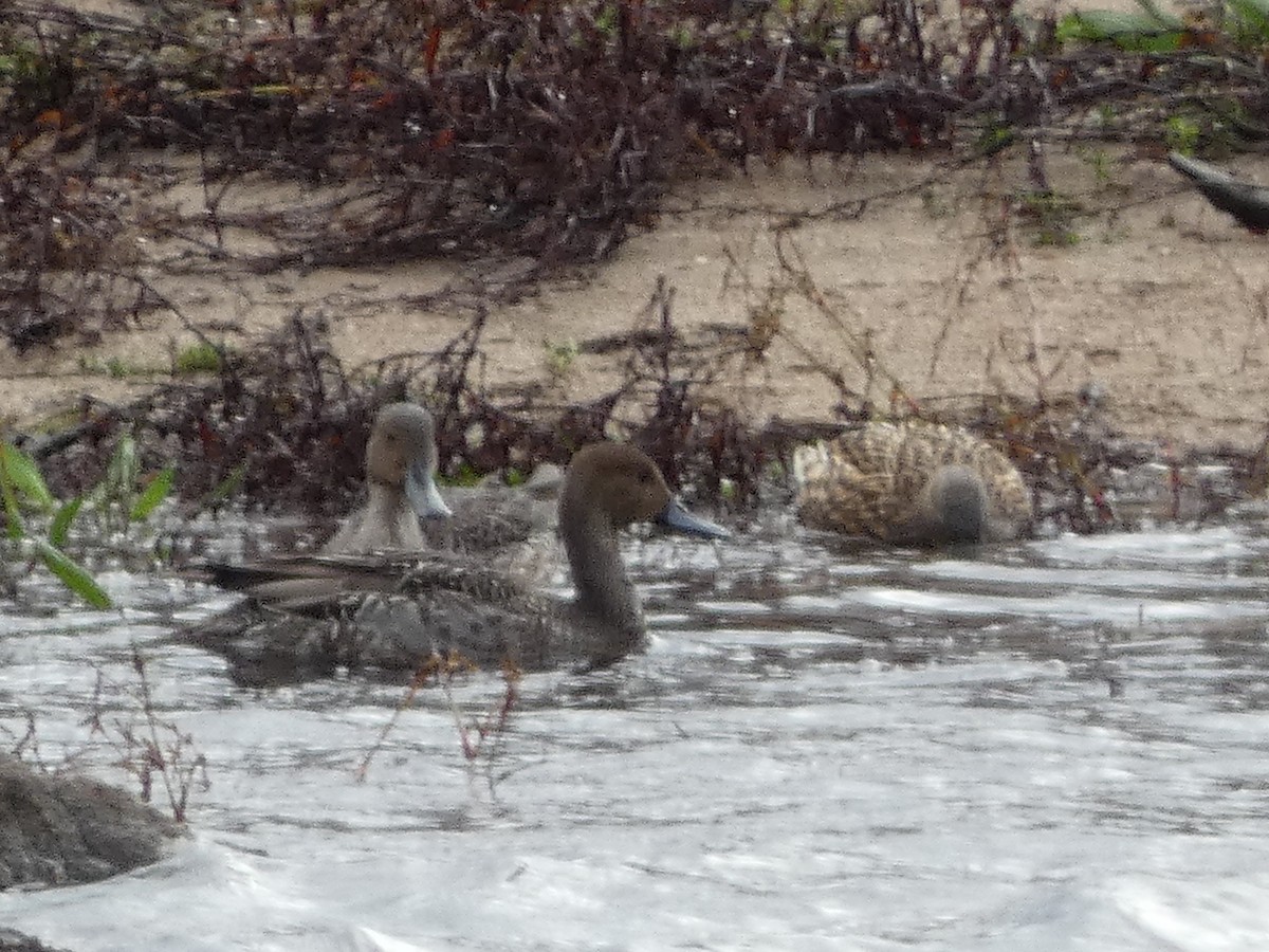 尖尾鴨 - ML643930618