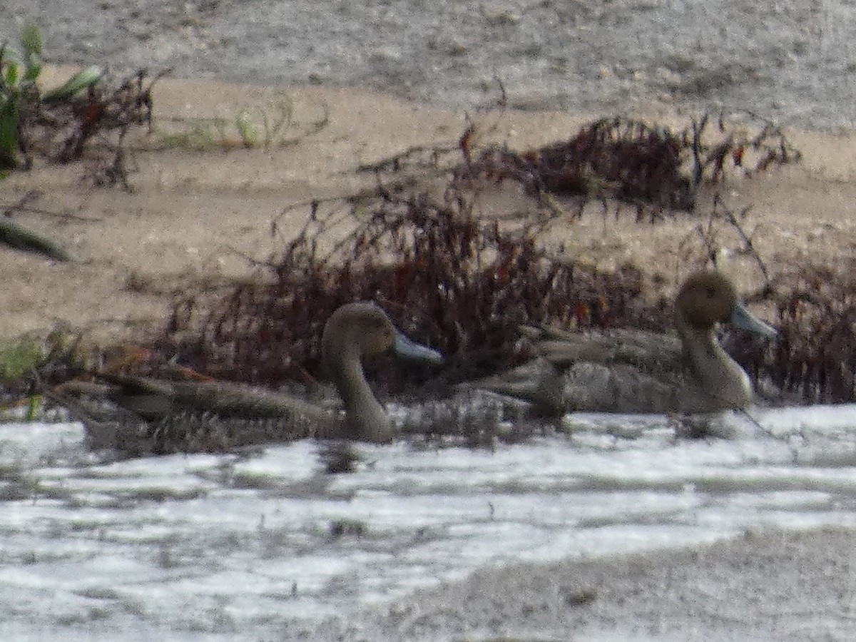 尖尾鴨 - ML643930621