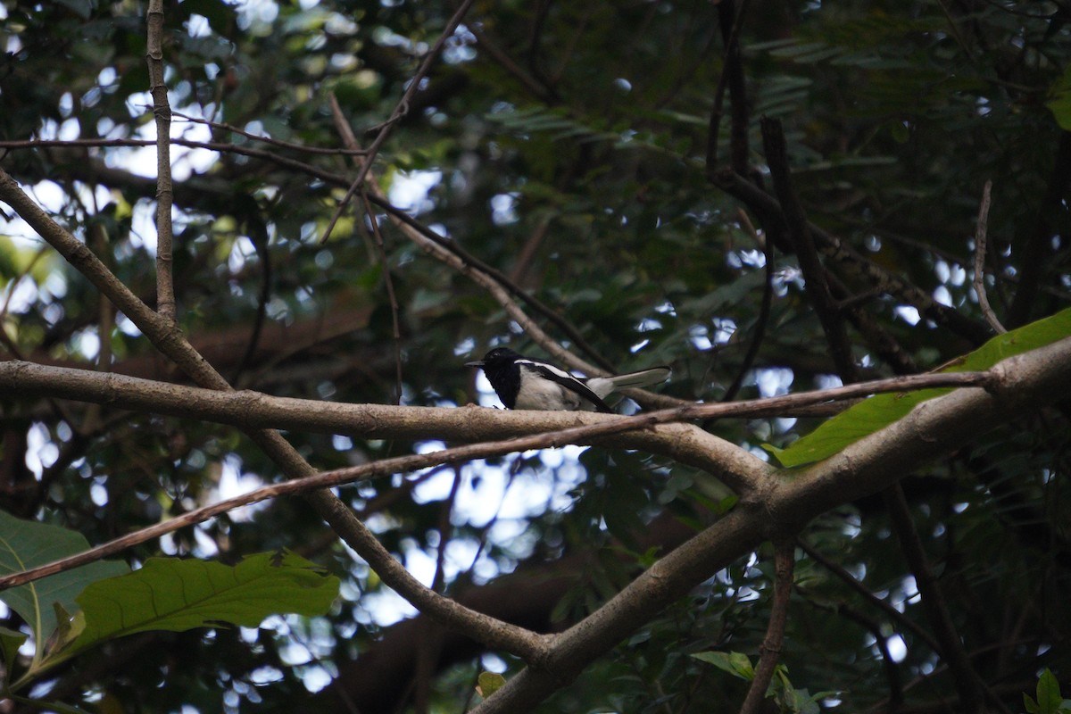 orientskjæreskvett - ML643930626