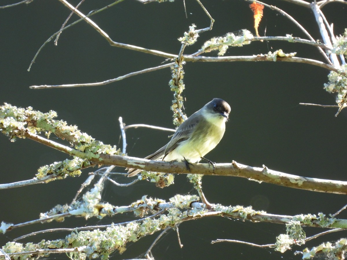 Eastern Phoebe - ML643930629