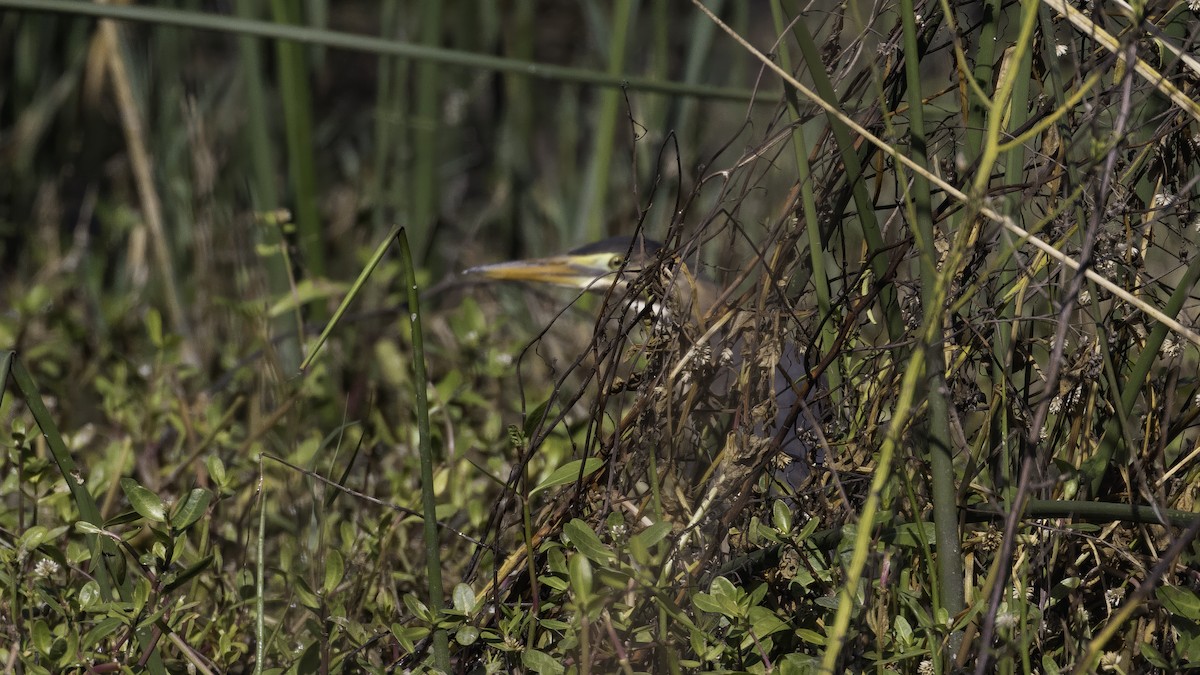 Striated Heron - ML643930634