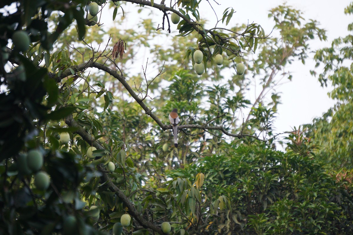 okerskjære - ML643930641