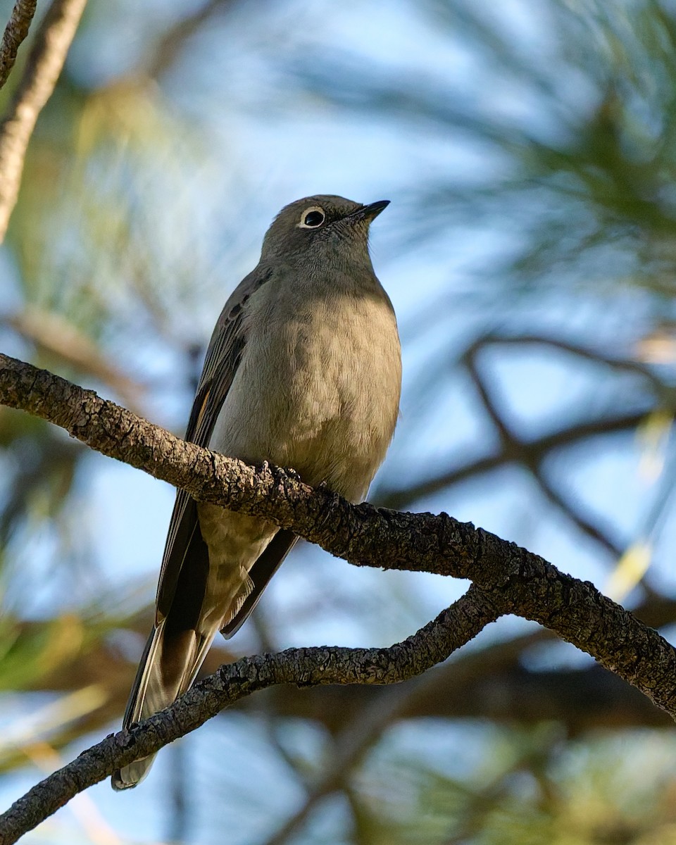Townsend's Solitaire - ML643930646