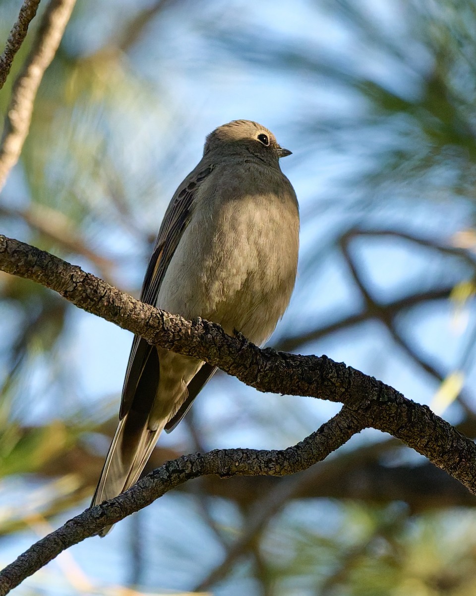 Townsend's Solitaire - ML643930647