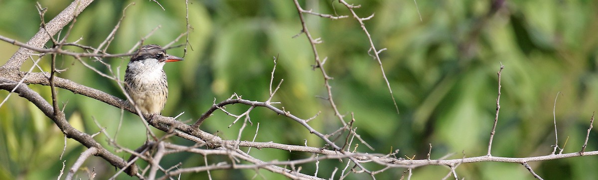Striped Kingfisher - ML643930654