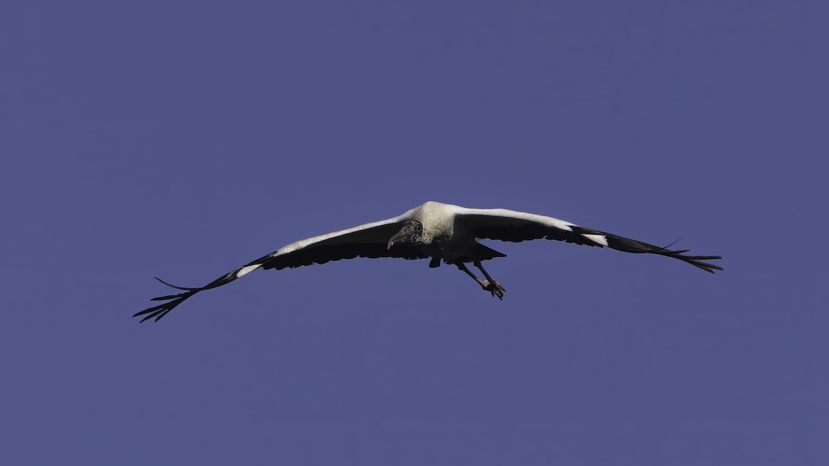 Wood Stork - ML643930658