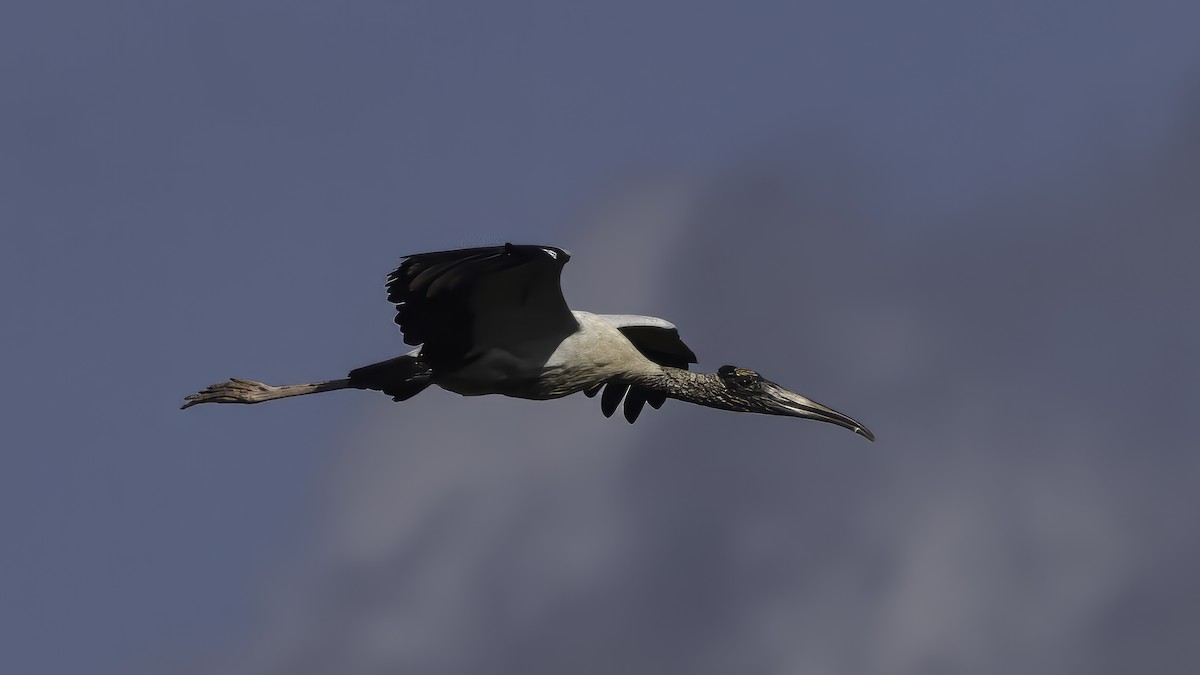 Wood Stork - ML643930659