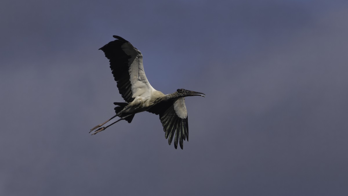 Wood Stork - ML643930660