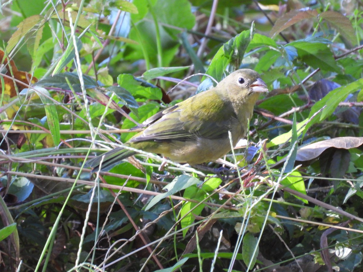 Painted Bunting - ML643930670
