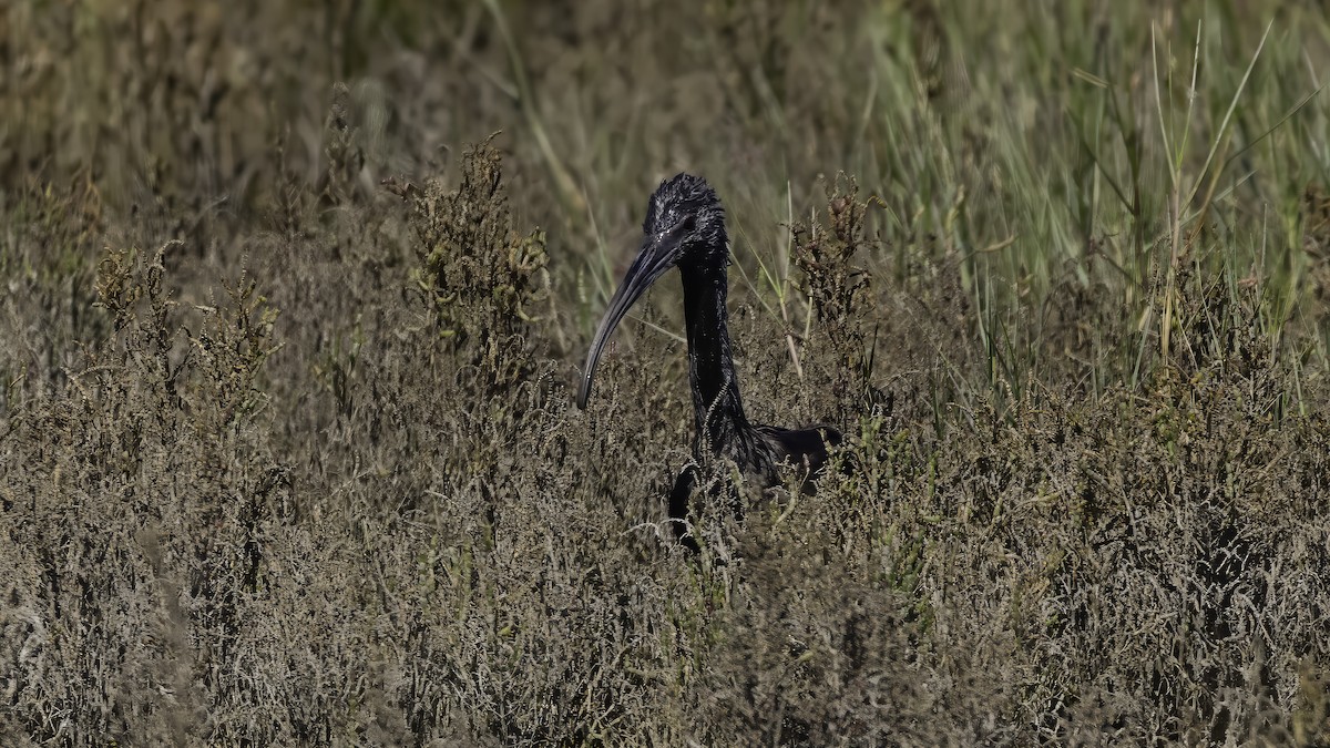 White-faced Ibis - ML643930690