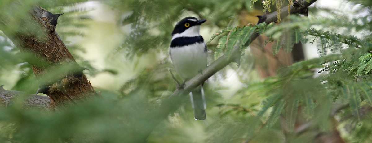 Western Black-headed Batis - ML643930691