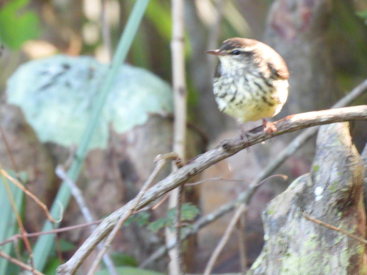 Northern Waterthrush - ML643930705