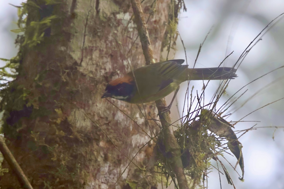 Moustached Brushfinch - ML643930711