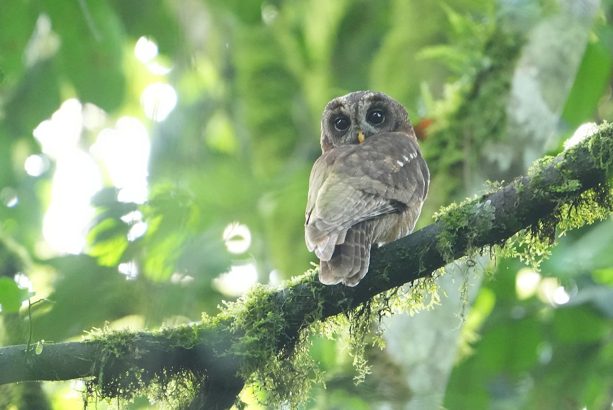 African Wood-Owl - ML643930719