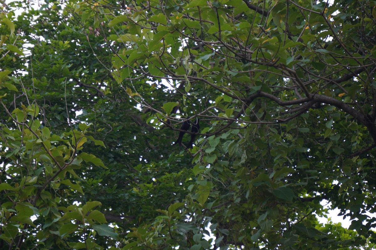 svartdrongo - ML643930723