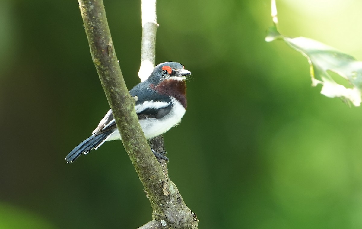 Brown-throated Wattle-eye - ML643930744