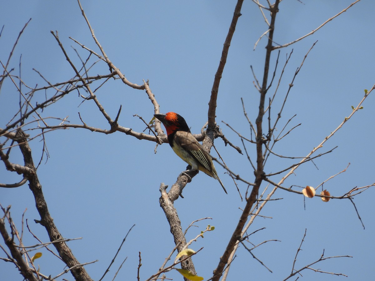 Black-collared Barbet - ML643930748