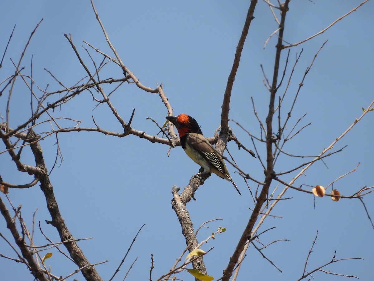 Black-collared Barbet - ML643930749