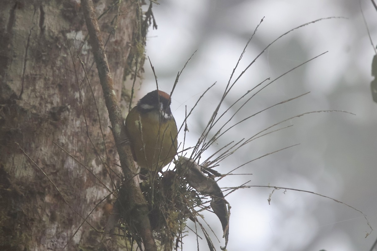 Moustached Brushfinch - ML643930754