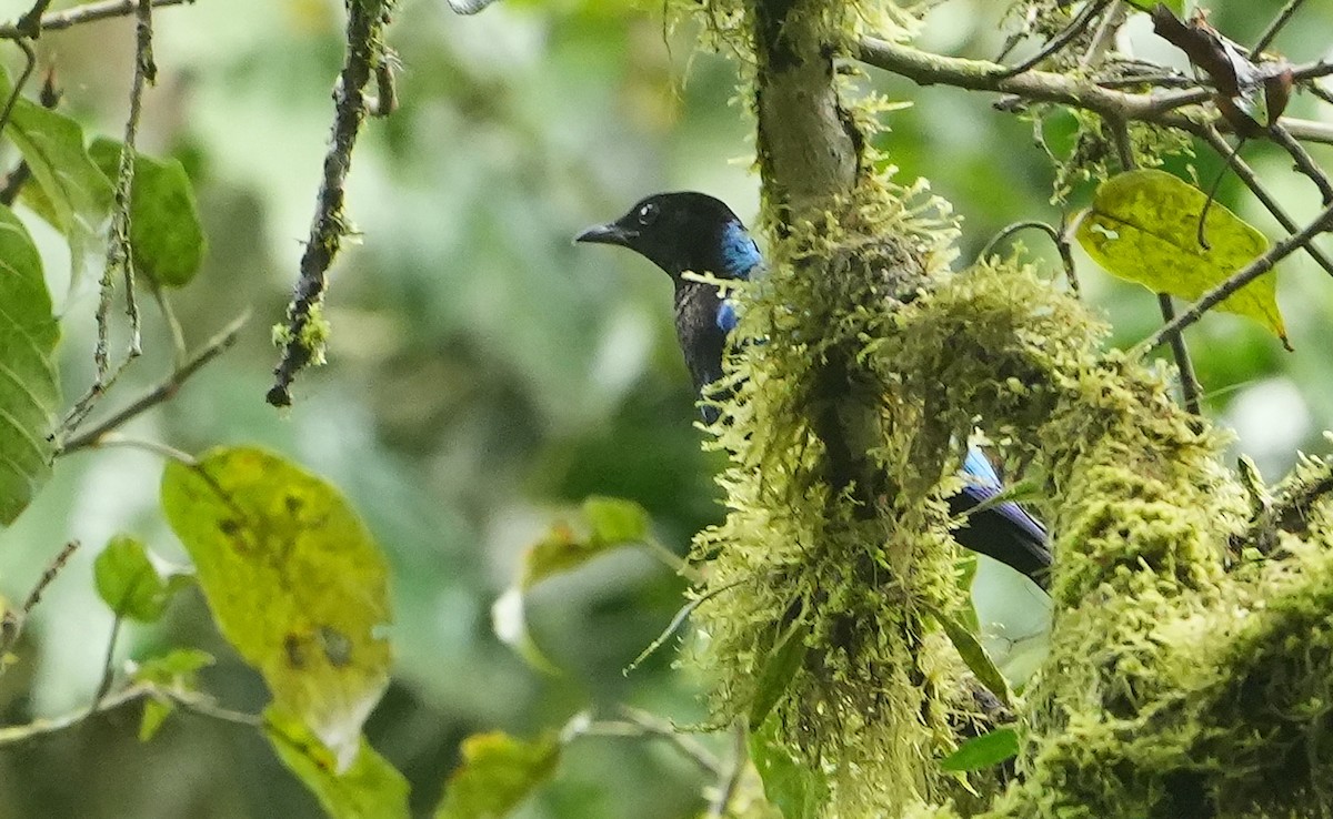 Бархатный спрео - ML643930757