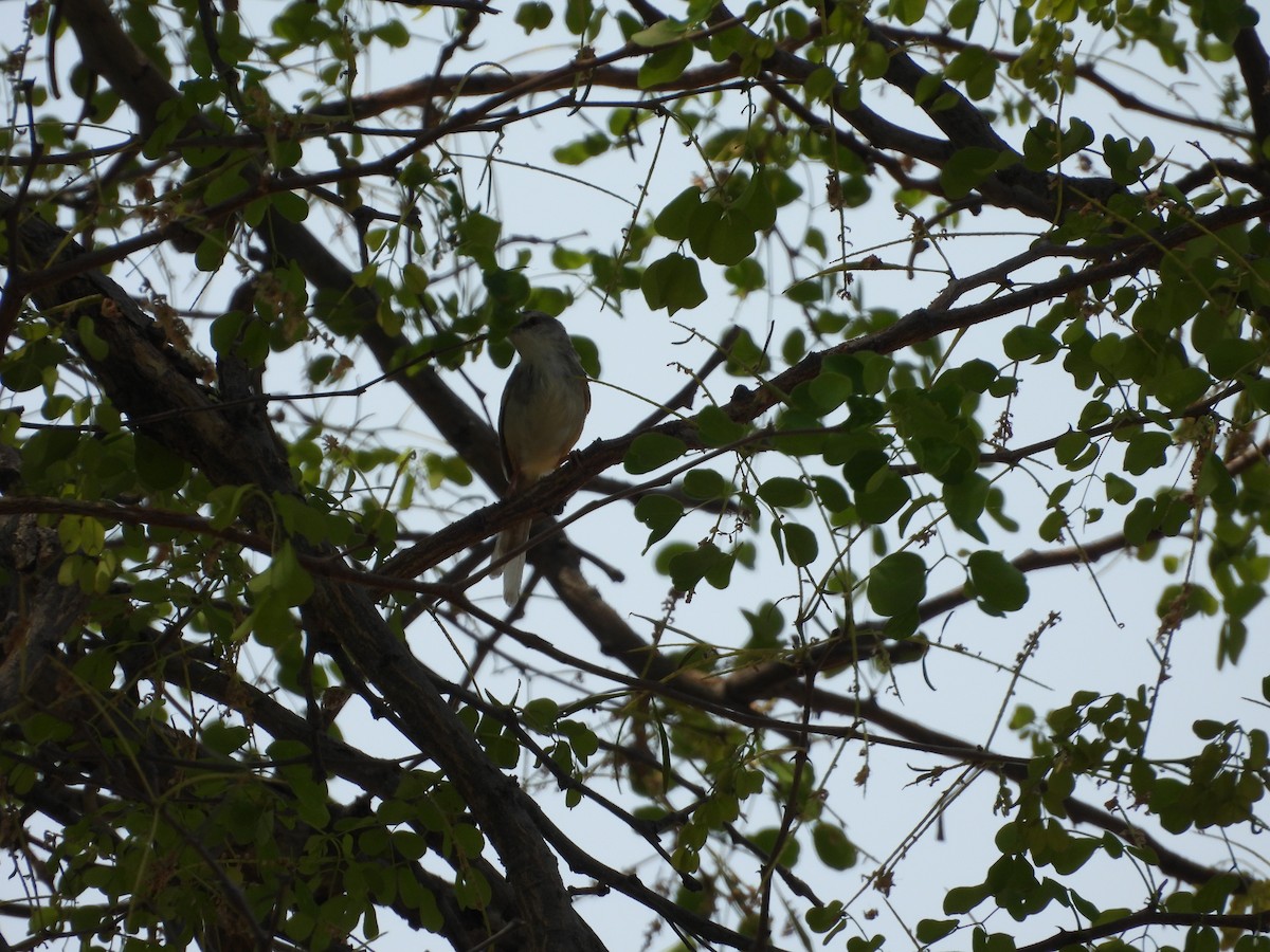 svartbrystprinia - ML643930761